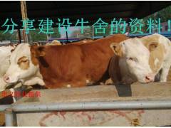 养殖肉牛西门塔尔牛 夏洛莱肉牛 鲁西黄牛 西门塔尔牛图2