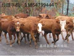 山东肉牛养殖场 专销育肥肉牛 月销6000头纯种西门塔尔牛图3