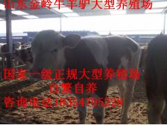 阿城市肉牛养殖 西门塔尔牛Z新价格 利木赞牛肉牛饲养技术图3