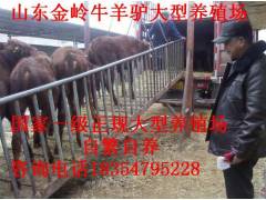 阿城市肉牛养殖 西门塔尔牛Z新价格 利木赞牛肉牛饲养技术图2