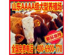 养殖场优惠直销优质肉牛 鲁西黄牛 夏洛莱牛 利木赞牛 量大优惠图2