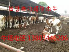 山西忻州八一牧业供应优质育肥牛图1