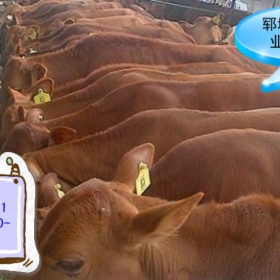 呼伦贝尔市小牛苗200斤价格图2
